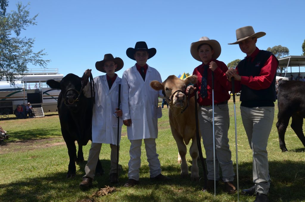 Scots PGC College cattle club members Lane Hindmarsh, Jack Southern, Justin Rohde and Rhys Branson getting ready for Clifton Show stud cattle steer judging. Photo Sophie Lester / Warwick Daily News